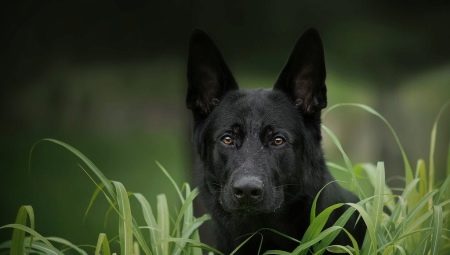 Melnais vācu aitu suns: apraksts, barošana un aprūpe