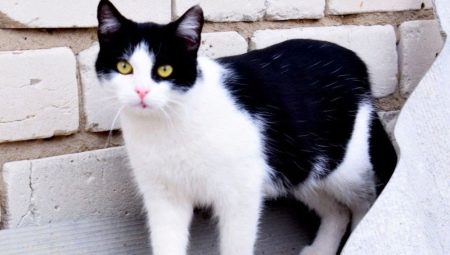 Црно-беле мачке: понашање и уобичајене расе