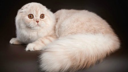 Hosszú szőrű skót macskák: a tartalom fajtái és jellemzői