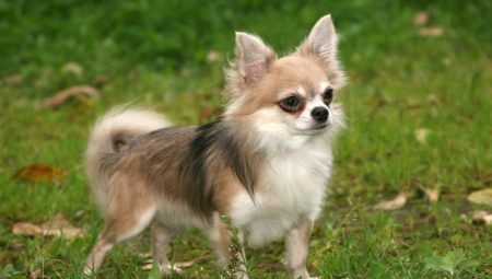 Chihuahua à poil long: options de couleur, caractère, règles de soins