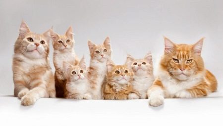 בני כמה גדלים חתולים?