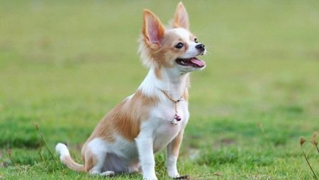 Trening Chihuahua: pravila i svladavanje osnovnih naredbi