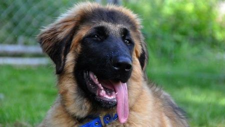 Estrel Shepherd Dog: descripción de la raza y cría