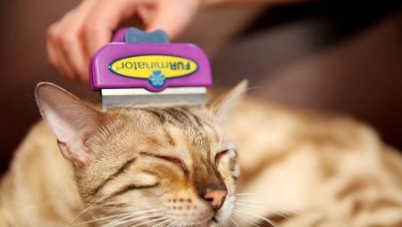 Furminators para gatos: descrição, tipos, seleção e aplicação