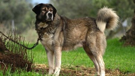 Anjing gembala Yunani: perihalan baka dan syarat memelihara anjing