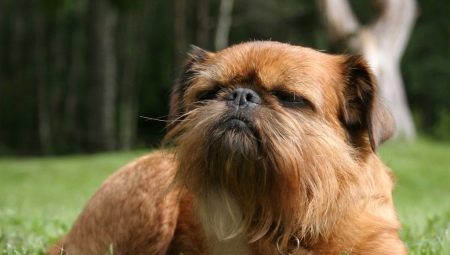 Griffon: tipos de perros y su contenido