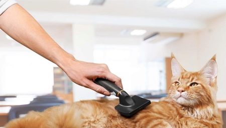 Perawatan kucing: fitur prosedur