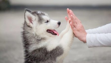 Kenmerken en kenmerken van het houden van husky-puppy's van 2 maanden oud
