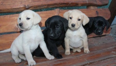 Eigenschaften und Pflege von Labrador-Welpen 1 Monat alt