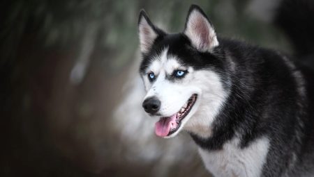 Husky con ojos azules