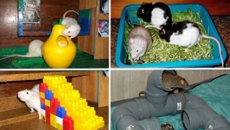 Zabawki dla szczurów: rodzaje, wskazówki dotyczące wyboru i tworzenia
