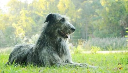 wolfhound الأيرلندي: وصف السلالة والطبيعة والمحتوى