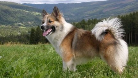 Anjing Islandia: deskripsi dan konten