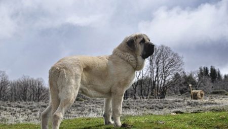 Španjolski mastif: kakav je pas i kako se pravilno brinuti za njega?