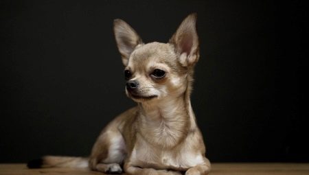 Lịch sử giống Chihuahua
