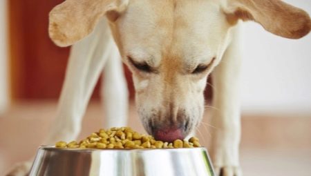 Bagaimana dan apa yang memberi makan anjing pekarangan di rumah?