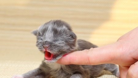 Come e cosa dare da mangiare a un gattino appena nato?