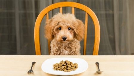 Bagaimana dan apa untuk memberi makan poodle?