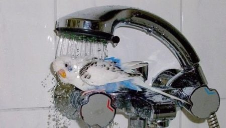 Как да къпем вълнист папагал?