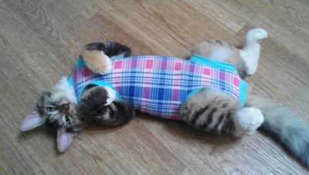 Hoe een deken op een kat te leggen en correct te binden?