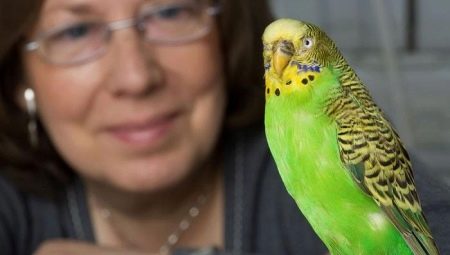 Как да научим вълнист папагал да говори?