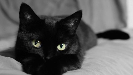 ماذا نسمي قطة وقطة سوداء؟