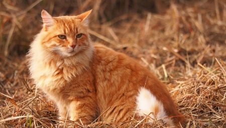 ماذا نسمي قطة وقطة حمراء؟