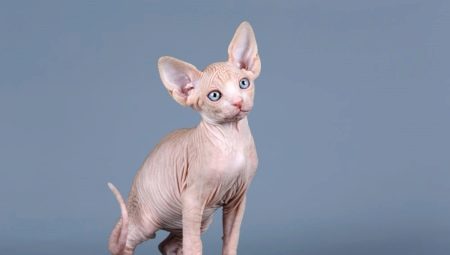 Hogyan nevezzünk el egy szfinx macskát?