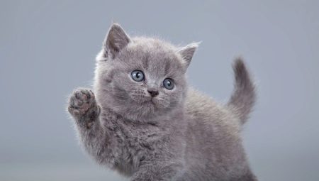 Cách đặt tên cho mèo con màu xám: danh sách các tên cho mèo và mèo