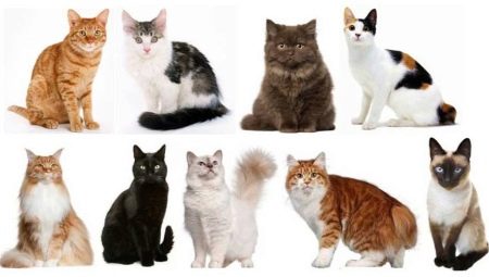 Wie bestimmt man die Rasse von Katzen und Katzen?