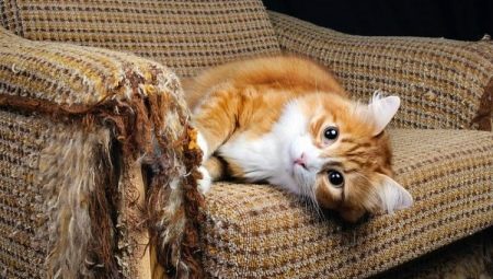 Πώς να απογαλακτίσετε μια γάτα από το σκίσιμο των επίπλων και της ταπετσαρίας;