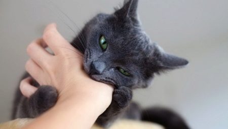 Hvordan afvænner man en kat fra at bide?