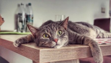 Hur avvänjar man en katt från klätterbord?