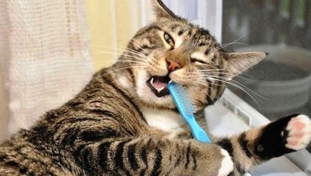 איך לצחצח את השיניים של החתול בבית?