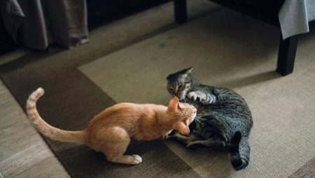 Ako sa spriateliť medzi mačkami v byte?
