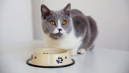 Како правилно пребацити мачку на другу храну?