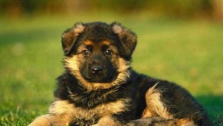 ¿Cómo elegir el cachorro de pastor alemán adecuado?