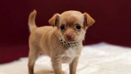 Paano turuan ang isang Chihuahua sa diaper at tray?