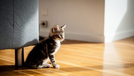 Како обучити мачку у нови дом?