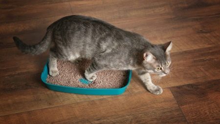 Jak wytresować kota do korzystania z kuwety w nowym miejscu?