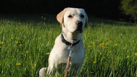 Bagaimana untuk menjaga retriever Labrador?