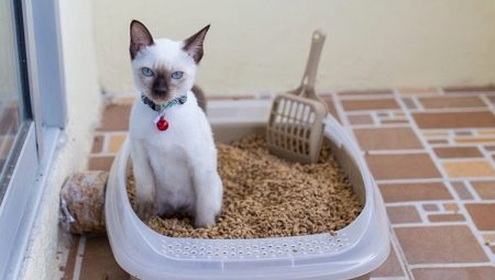 Làm thế nào để chọn và sử dụng hộp cát vệ sinh cho mèo?