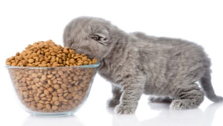 Berapa jumlah makanan untuk anak kucing per hari?