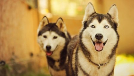 ما هي سلالات الكلاب التي تشبه الهاسكي؟
