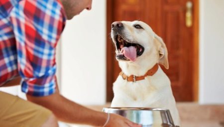 Care este cea mai bună hrană pentru a hrăni un Labrador?