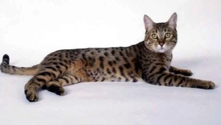 Калифорнийска блестяща котка: описание на породата и правила за грижа