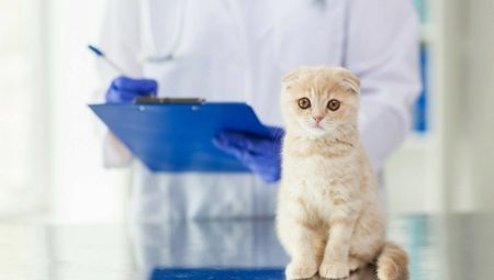 การทำหมันและการทำหมันแมวและแมวสก็อตแลนด์: ลักษณะและอายุ