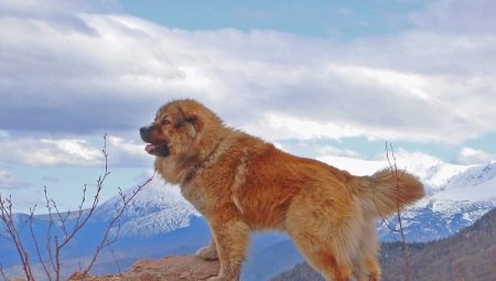 Kaukasischer Schäferhund: Rassemerkmale. Fütterung und Pflege