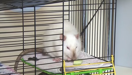 أقفاص الفئران DIY: خيارات وإرشادات خطوة بخطوة