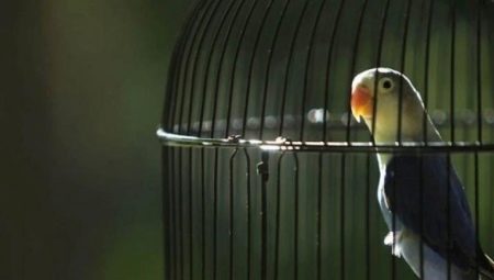Kavezi za papige: zahtjevi, vrste, pravila odabira
